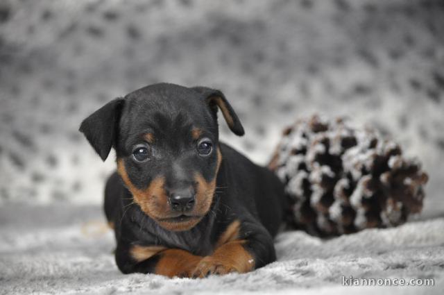 Chiot pinscher nain disponible pour adoption 