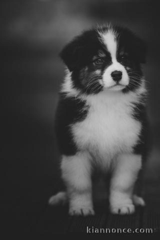 Adorable chiot berger australien disponible 