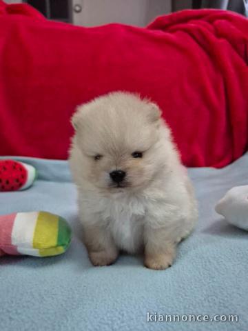 Chiot spitz allemand disponible pour adoption 
