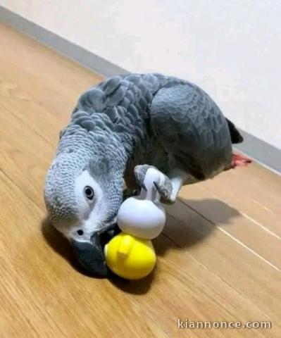 Perroquet gris du Gabon pour saillie 