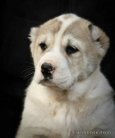 Chien de berger d’Asie centrale – chiots de qualité supérieure