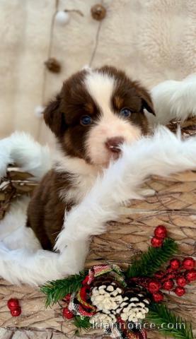 a donner mâle berger australien 