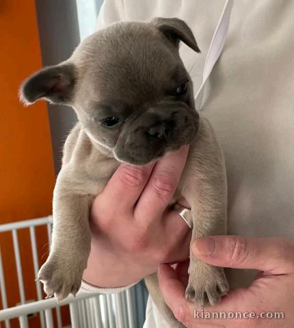 adorable chiot bouledogue français 