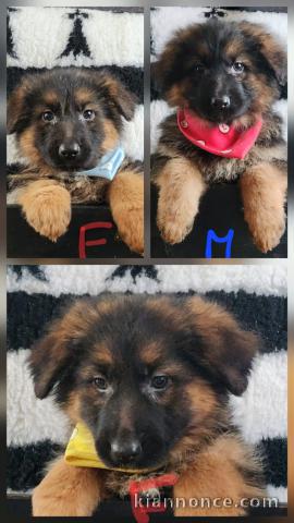 disponible de suite berger allemand 