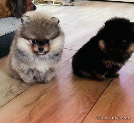 chiot spitz allemand à vendre 