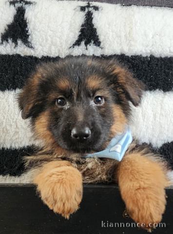 chiot berger allemand disponible 
