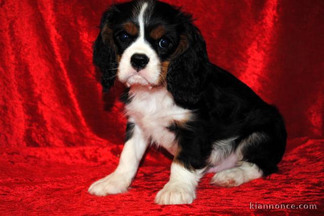 chiot cavalier king charle mâle prêt a partir 