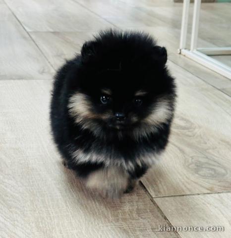 magnifique chiot spitz allemand 