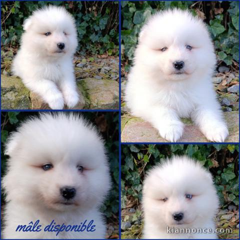 chiot samoyède a donner 