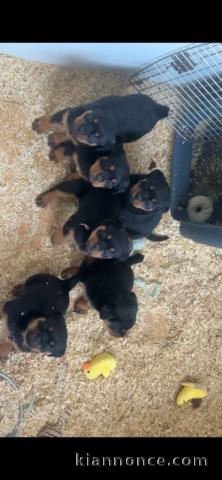 bébé chiot rottweiler à donner 