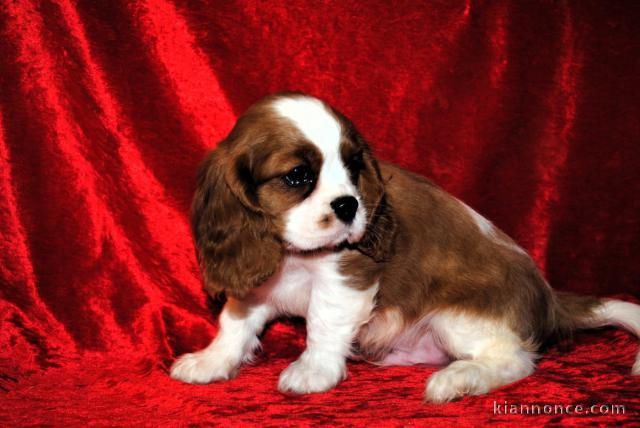 Magnifique chiot cavalier king charle femelle a donner 
