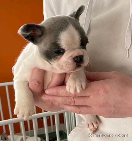 Adorable chiot bouledogue français à donner 