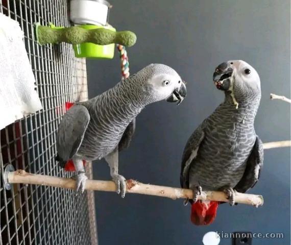 Annonce perroquet gris du Gabon mâle et femelle 