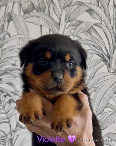 Bébé chiot type rottweiler à donner 