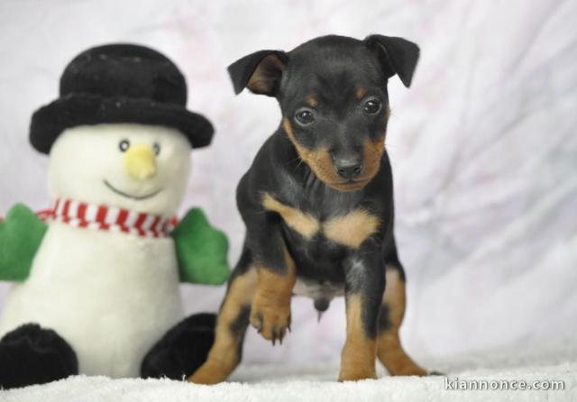 Chiot pinscher nain disponible pour compagnie 