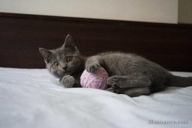 Chaton châtreux à adopter 