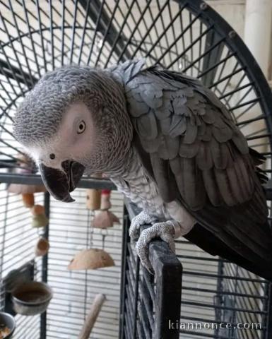 Perroquet gris du Gabon avec cage a vendre 
