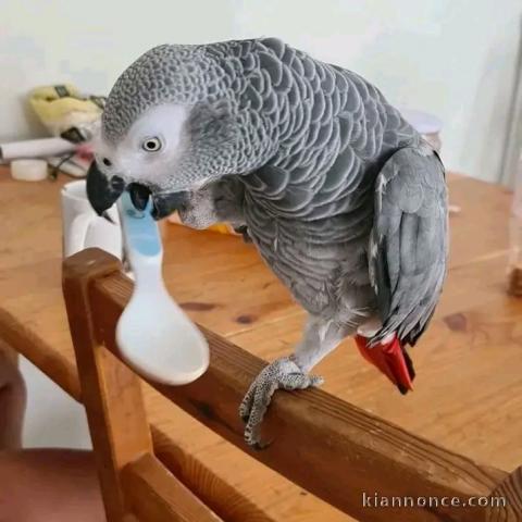 Je donne perroquet gris du Gabon 