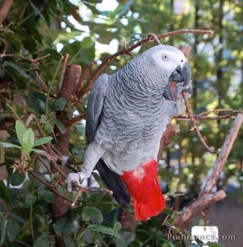 À partir perroquet gris du Gabon 