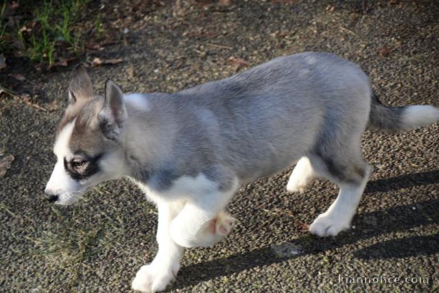 Magnifique chiot husky sibérien adorable 