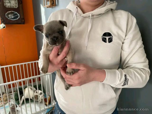 Chiot bouledogue français à donner 