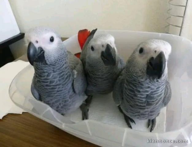 Magnifique perroquet gris du Gabon pour compagnie 