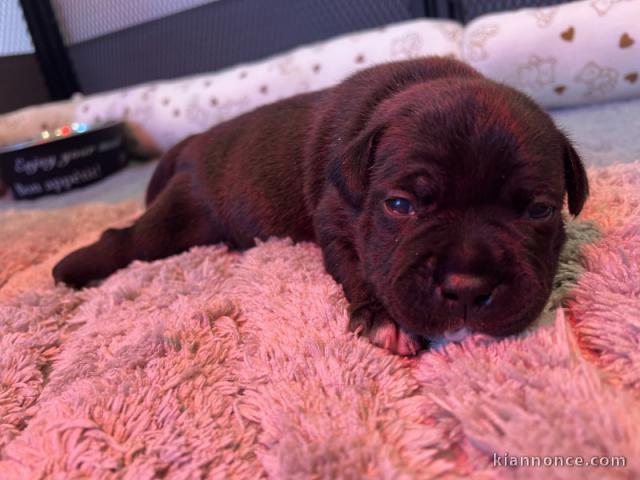 Bébé chiot staffie femelle pour adopter 