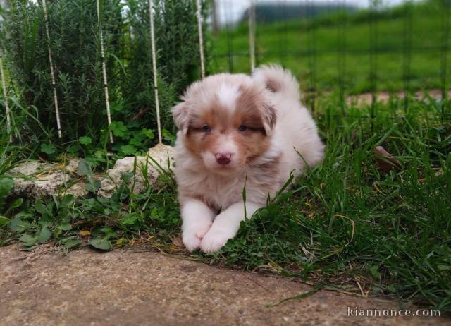 Chiot berger australien disponible 