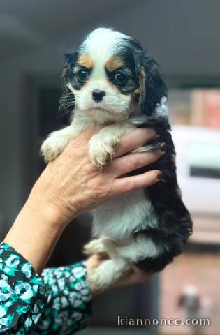 Chiot cavalier king charle femelle a donner 