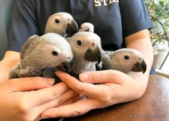 Perroquet gris du Gabon pour adoption 