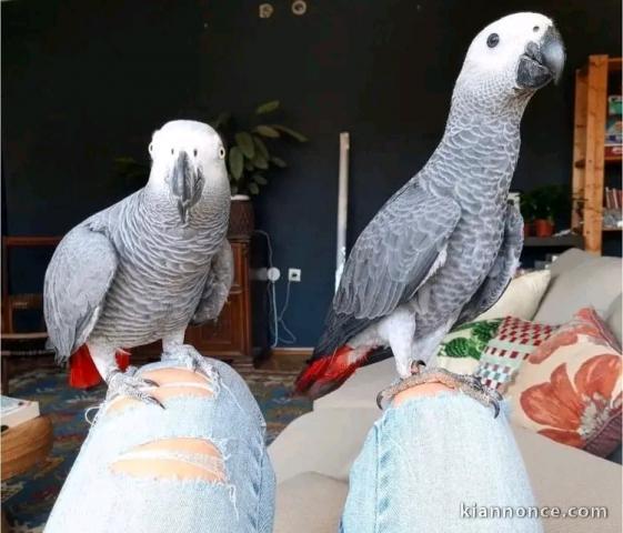 Je donne perroquet gris du Gabon 