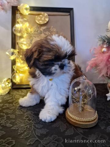 je donne chiot Shih Tzu lof mâle 