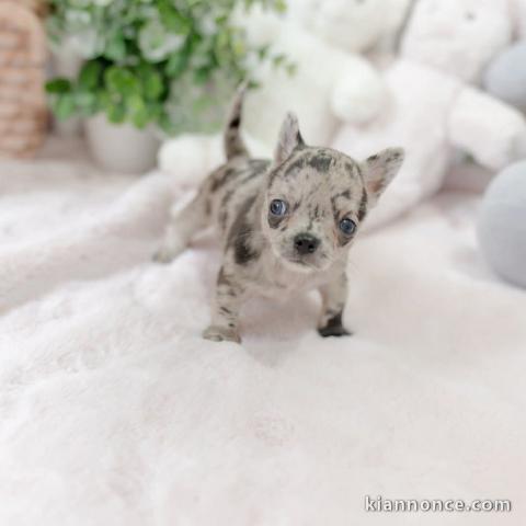magnifique chiot chihuahua disponible 
