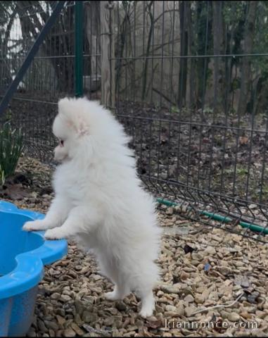 magnifique chiot spitz nain Poméranie 