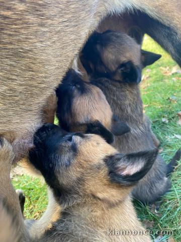bébé chiot belge belge disponible 