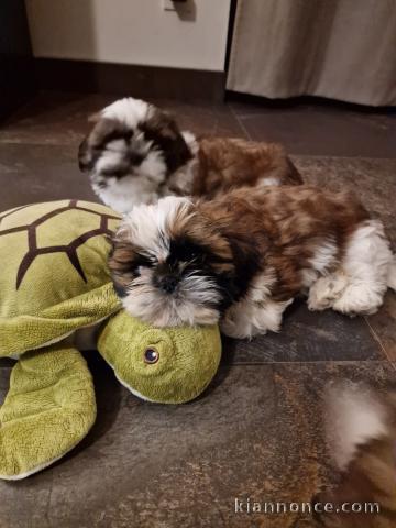 annonce chiot Shih Tzu pour adoption 
