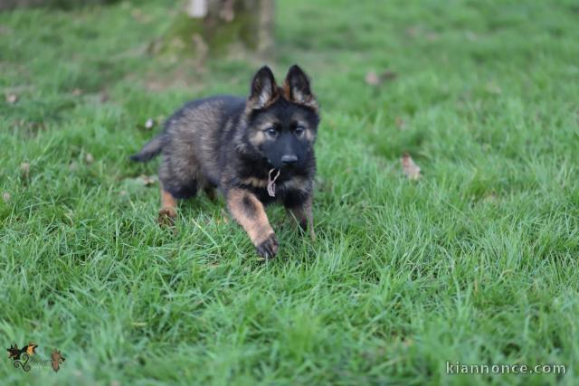 bébé chiot berger allemand disponible 