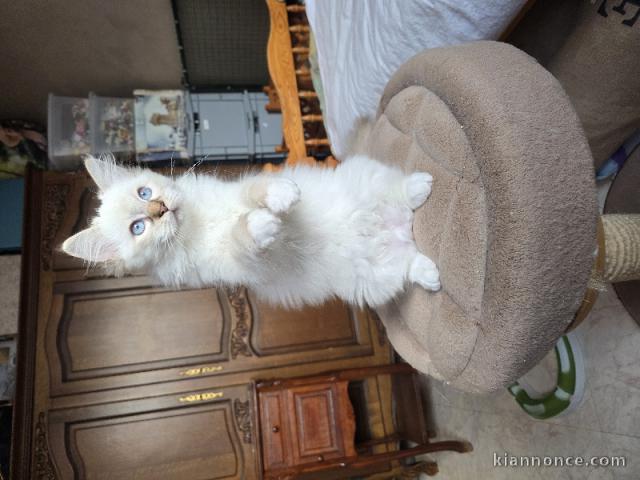 je donne chaton ragdoll femelle 