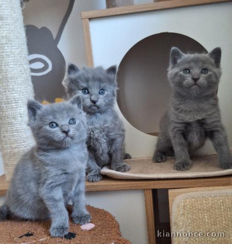 magnifique chaton châtreux disponible 