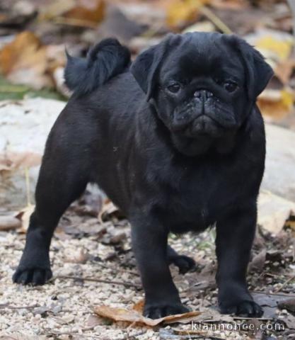 chiot type carlin disponible 