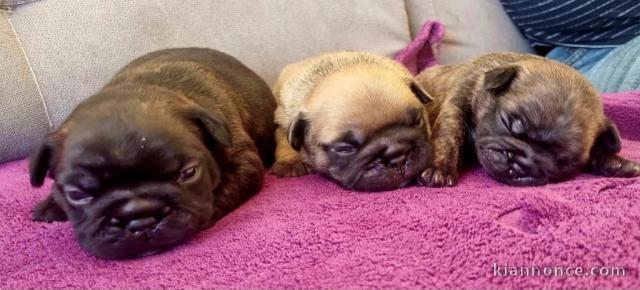 Dons chiot bouledogue français 