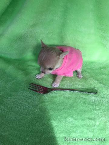 adorable chiot chihuahua femelle 