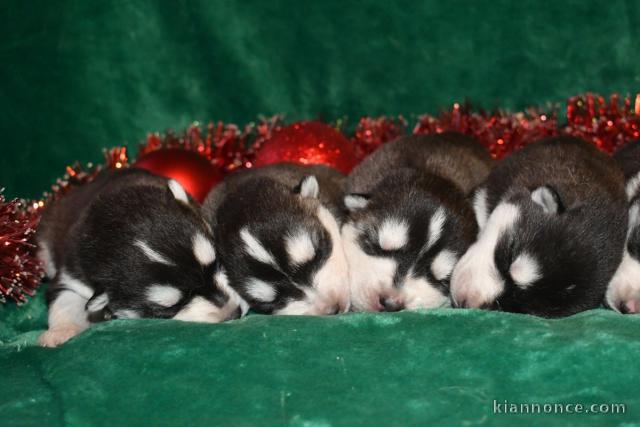 annonce chiot husky sibérien à donner 