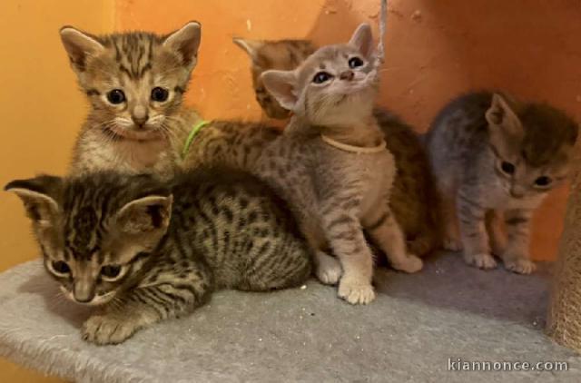 Chaton Savannah a donner 