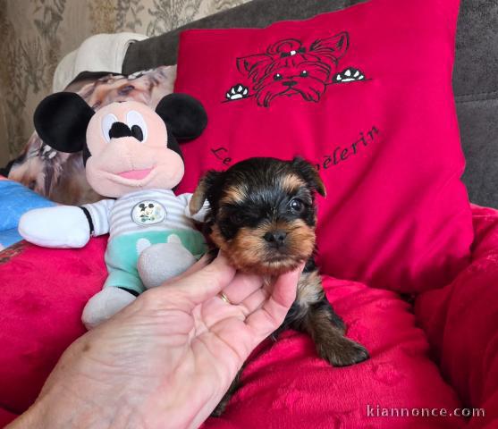 Chiot York femelle a donner 