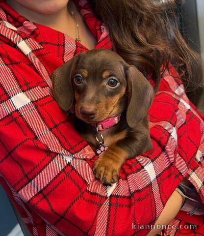 Adorable chiot Teckel disponible 