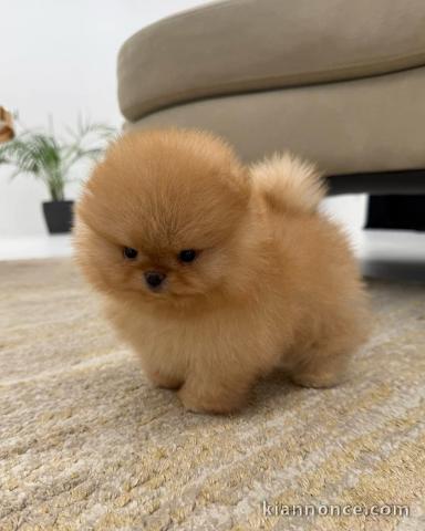 À partir magnifique chiot spitz nain 