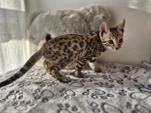 Adorable chaton Bengal mâle 