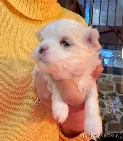 Chiot bichon maltais mâle à donner 