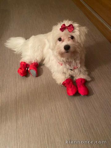 Magnifique chiot bichon maltais mâle 